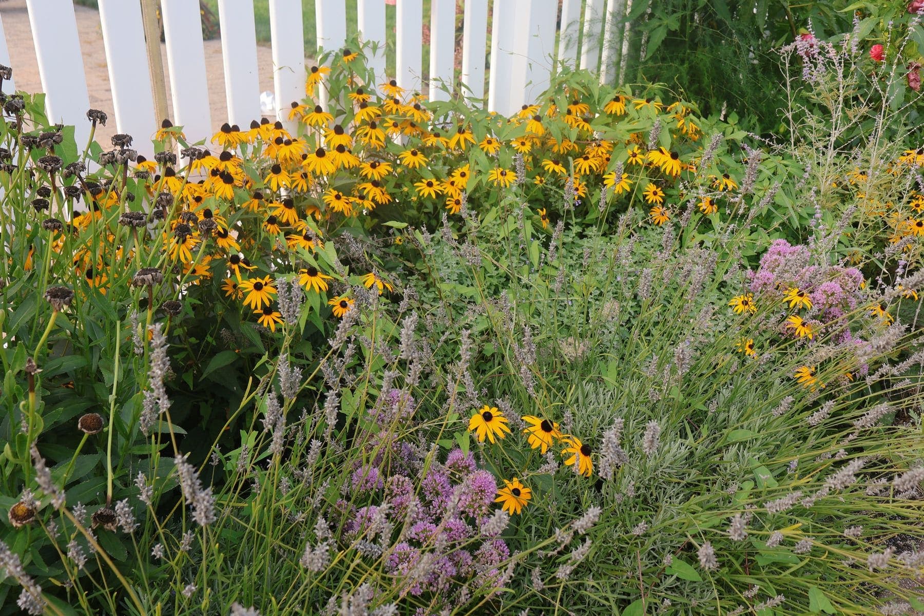 A layered planting border in full bloom