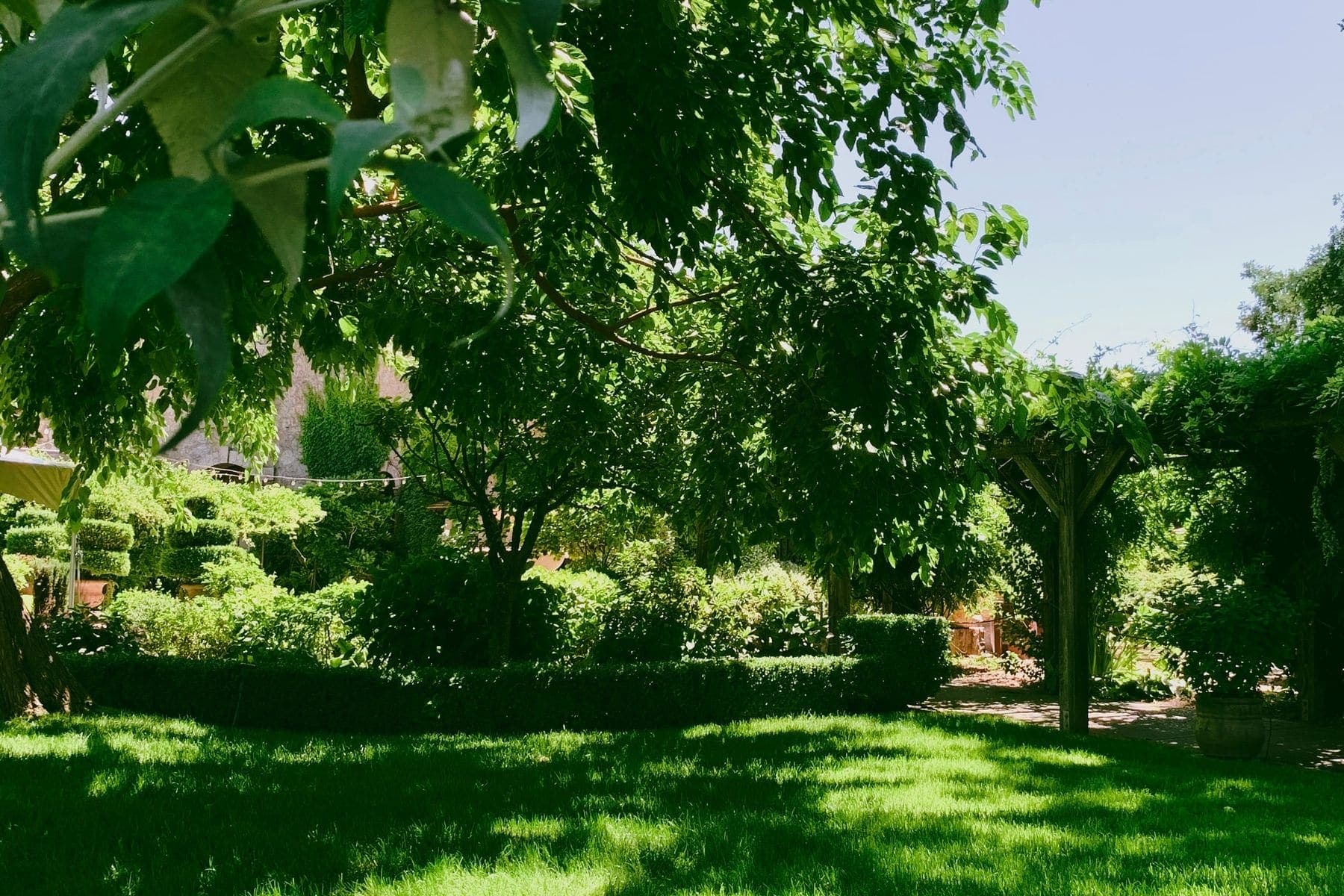 A shaded lawn area prone to holding moisture