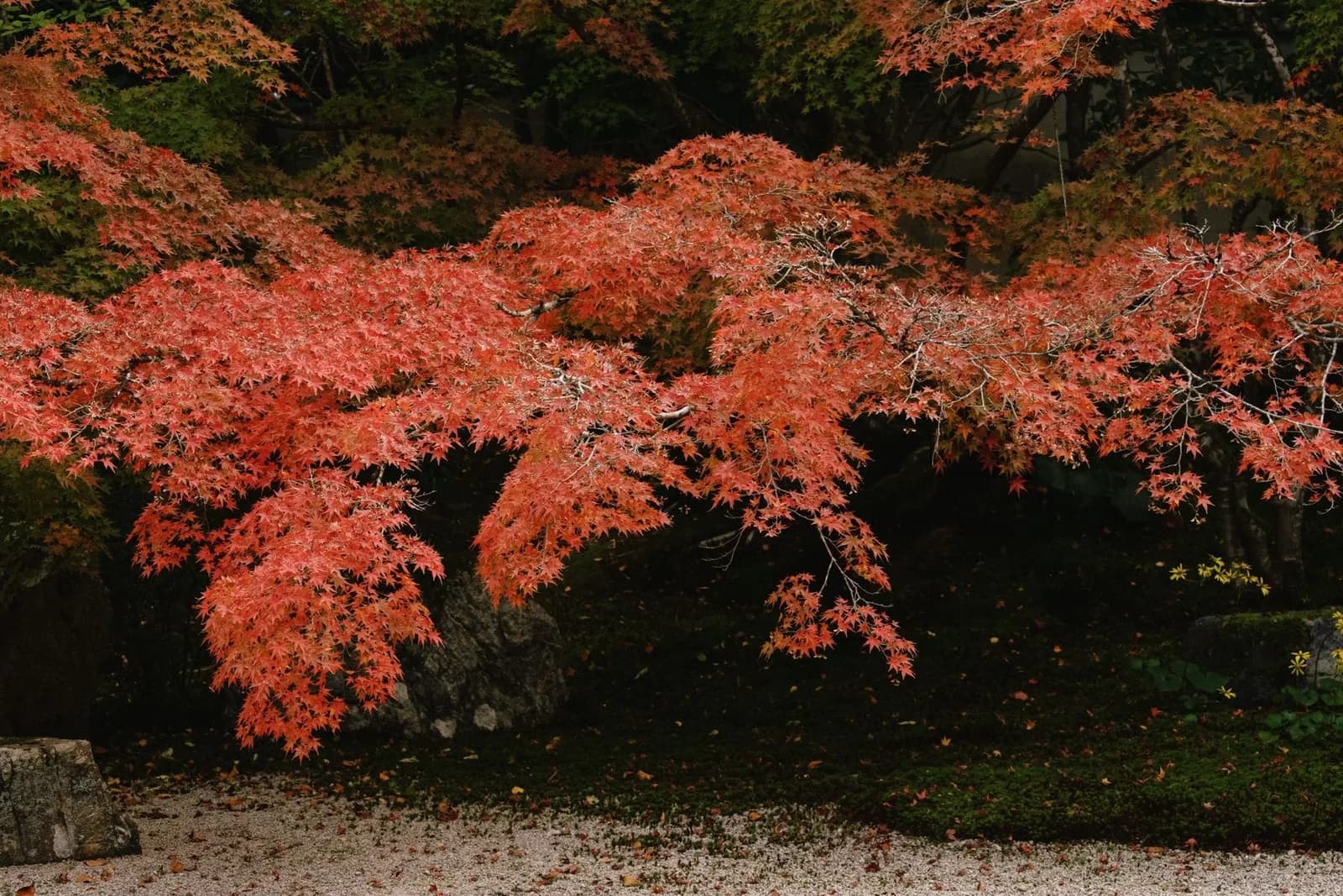 Japanese Maple Feature — completed gardens & plantings project by VP Landscaping