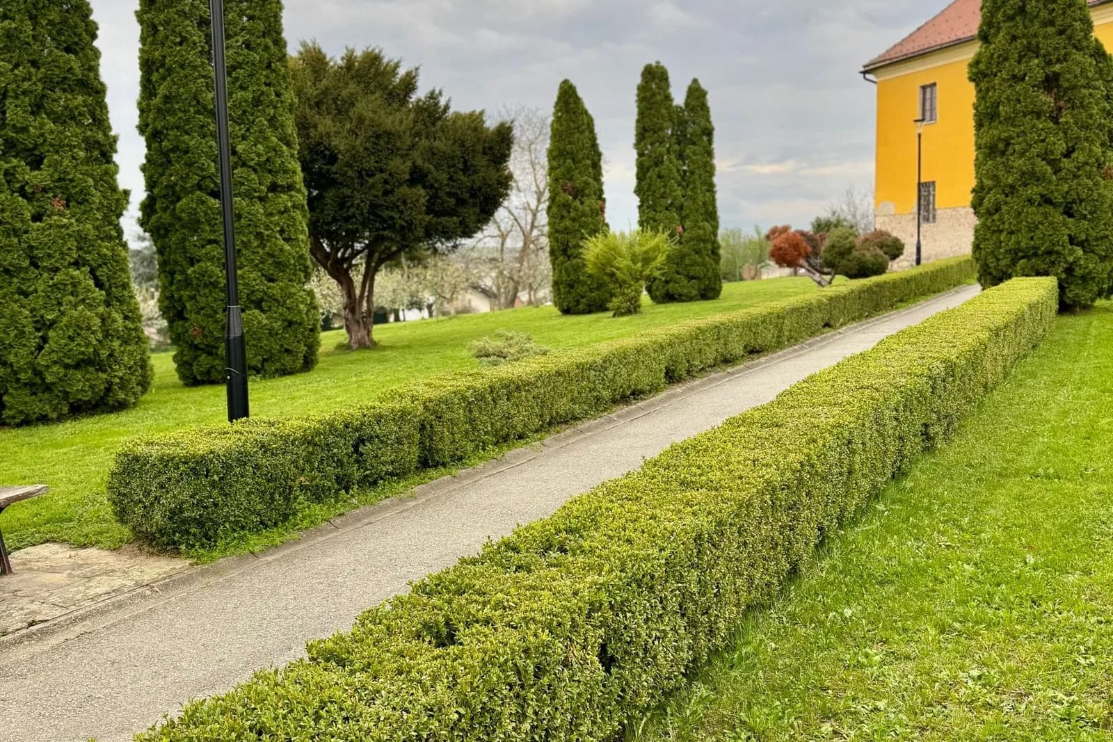Evergreen Privacy Screen — completed gardens & plantings project by VP Landscaping